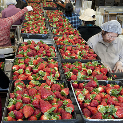 storage and distribution of fresh strawberry. Turnkey industrial building solutions for the food  industry